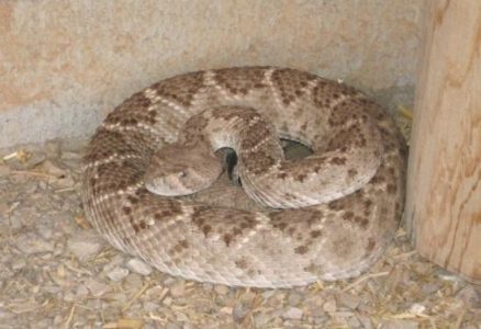 Goodness Snakes Alive! Unwelcome Visitors at the Bear Cave Image